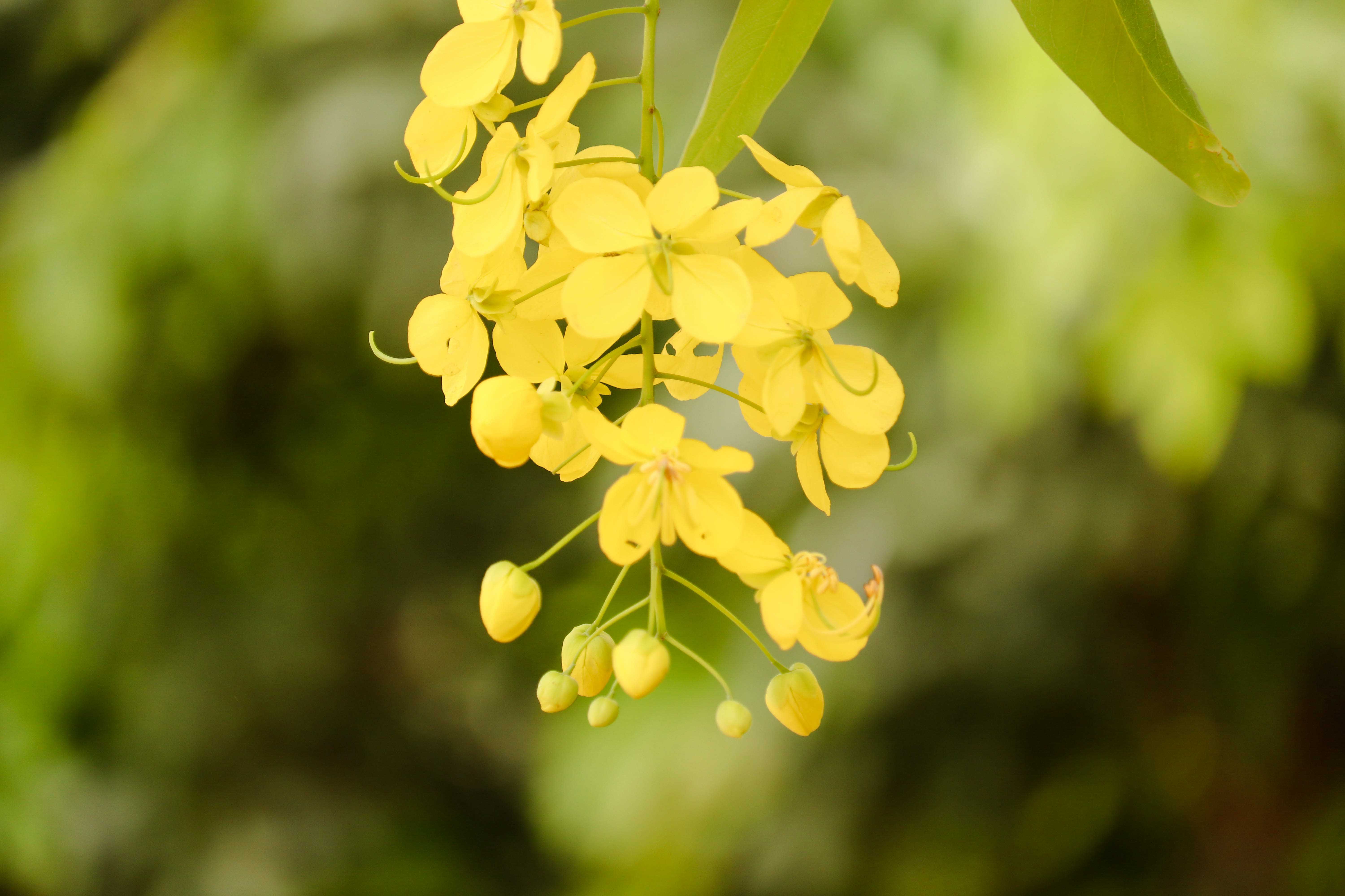 flower blossom, Flower, beautiful, Nature, Love